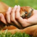 Los animales nos hacen bien: Compartir la vida con uno estimula nuestras emociones