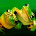 El estudio de anfibios y reptiles puede mejorar el análisis del cambio climático