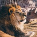 La masa muscular de los mamíferos machos tiene un origen viral