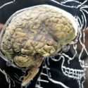 El impactante hallazgo sobre la contaminación en cerebros de personas que vivieron y murieron en la Ciudad de México