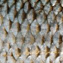 Biodesechos de pescado, recolectores piezoeléctricos de energía