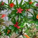 Éstas son las plantas que mejor limpian el aire de tu casa