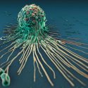 Identifican una proteína clave en el equilibrio de la inflamación