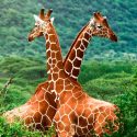 No hay una, sino cuatro especies de jirafas africanas