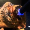 Estimular con luz azul podría ayudar a estudiar sin esfuerzo