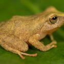 Descubren en Perú una rana bella durmiente