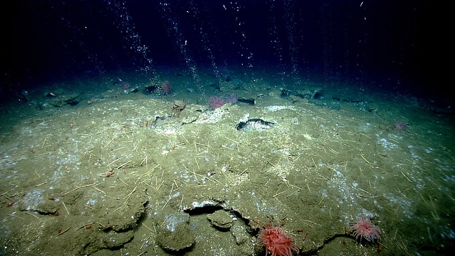 Ecosistema subterráneo gigante es descubierto por científicos.