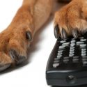 ¿Qué ven los perros cuando miran al televisor?