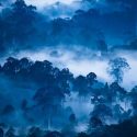 La Tierra ha perdido el 10% de sus zonas salvajes desde principios de los 90