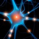Los anticuerpos favorecen la hiperactividad neuronal