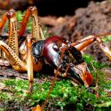 Descubren tres nuevas especies de insectos weta, los más grandes del mundo