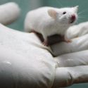 Nuevo compuesto frena en ratones la enfermedad renal causada por diabetes