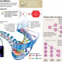 El ADN y las cuatro hélices