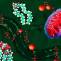 Un estudio sugiere un papel protector de determinadas grasas frente a enfermedades neurodegenerativas