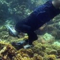 Biólogo descubre una especie marina en Venezuela