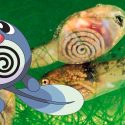NaturaLista o cómo atrapar pokémones con ciencia