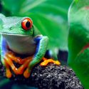 Reserva en Nicaragua protege a ranas en extinción