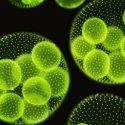 Innovador proyecto para elaborar alimentación con microalgas
