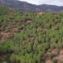 Predicen los efectos del cambio climático en los pinos mediterráneos