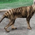 El tigre de Tasmania, la misteriosa especie que sigue “apareciendo” después de su extinción