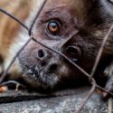 Tráfico de especies mueve tanto dinero como el de armas o drogas