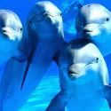 Conversaciones entre delfines