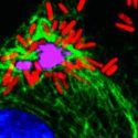 Un estudio en tiempo real de la infección por ‘Salmonella’ muestra sus fortalezas
