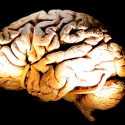 Así actúa el cerebro de un corrupto al cometer una estafa o aceptar un soborno