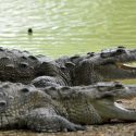 Revelan qué animal se extinguirá primero por el calentamiento global