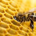 Un estudio con rayos X revela los secretos de las abejas para madurar la miel