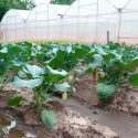 Producen brócolis fortificados para ayudar a prevenir enfermedades