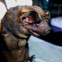 Investigadores de la UCR refutan que los murciélagos ayuden a propagar el dengue
