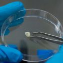 Mexicano en GB profundiza en uso de células dentales para regeneración auditiva