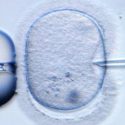 Desarrollan embriones viables a partir de esperma de ratones sin usar óvulos