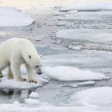 El oso polar ya no tiene hábitats seguros en el Ártico