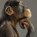 Monos que escriben con la mente 12 palabras por minuto