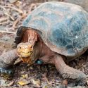 Diego, la tortuga macho que salvó a su especie en las Galápagos