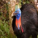 El ave más letal del mundo está en peligro de extinción