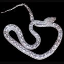 La serpiente fantasma con ojos de gato que se esconde en Madagascar