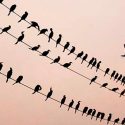 Cerca de un millón de aves mueren cada año por colisión o electrocución en tendidos eléctricos
