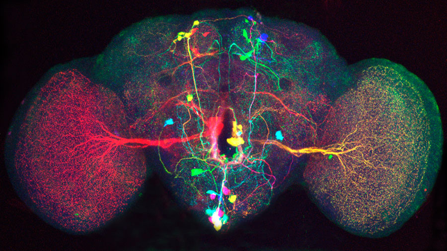 El primer mapa en 3D de la red neuronal del cerebro revela estructuras nunca vistas - INVDES