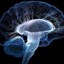 Una misteriosa rama matemática halla dos nuevas estructuras cerebrales
