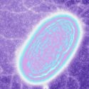 Los impresionantes microbios que comen y defecan electricidad