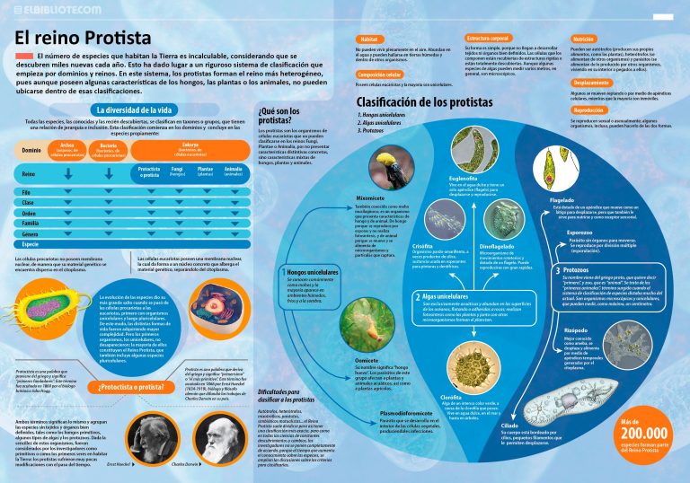 El Reino Protista La diversidad de la vida INVDES