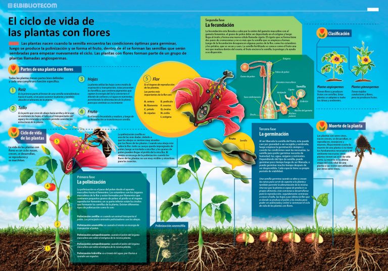 El ciclo de vida de las plantas con flores - INVDES