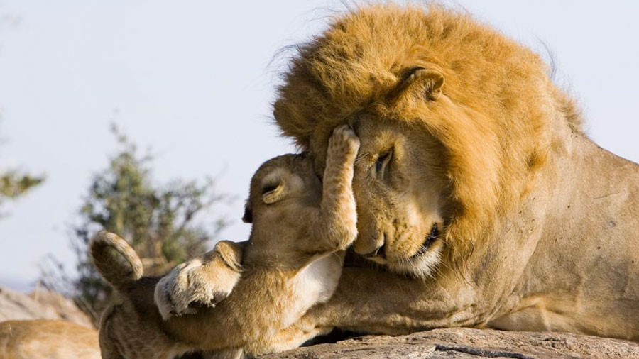 Los leones son los felinos más inteligentes - INVDES