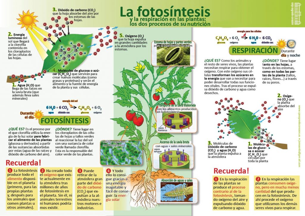 Salida hacia Dedicación Reducción La fotosíntesis y la respiración de las plantas - INVDES
