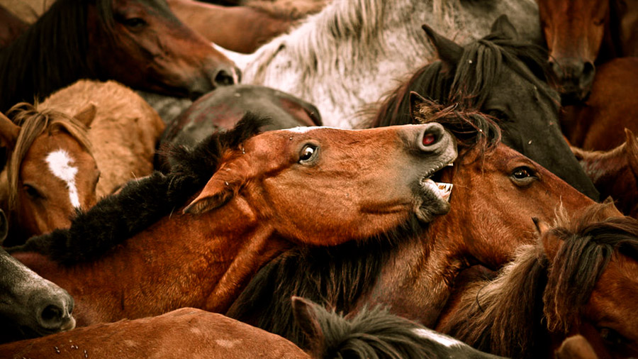 Los escitas moldearon el genoma de sus caballos