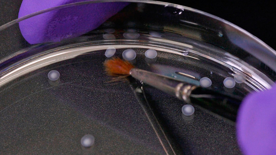 Cultivan "minicerebros" humanos en una caja de Petri