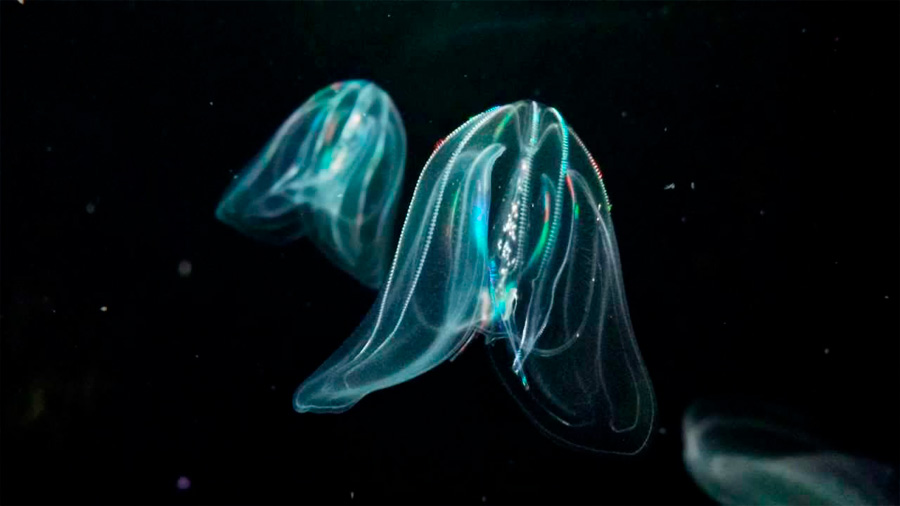 Los primeros animales fueron similares a las medusas
